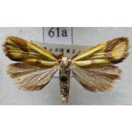 Agapeta zoegana (Linnaeus, 1767) Pańdrożyca strzemioneczka Czech61a